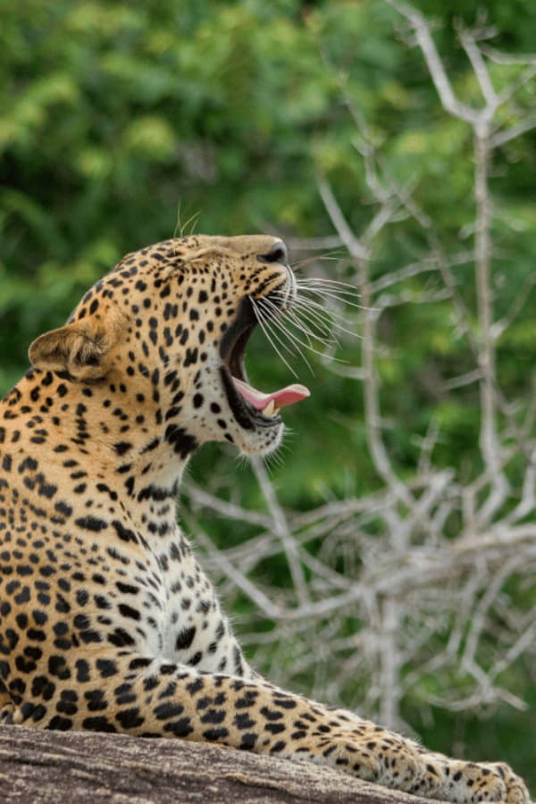 Yala National Park, Sri Lanka